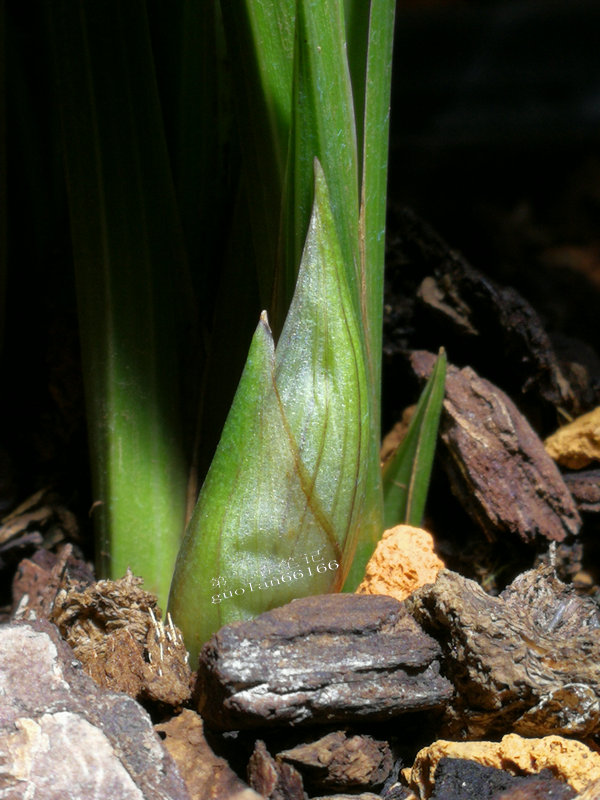 出售兰花50元一枝,兰花定价最佳方法