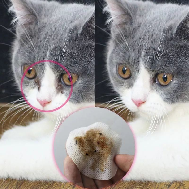 辟谣，爱宠泪痕重并非纯粹食物原因，主人需对症治疗五种特殊情况