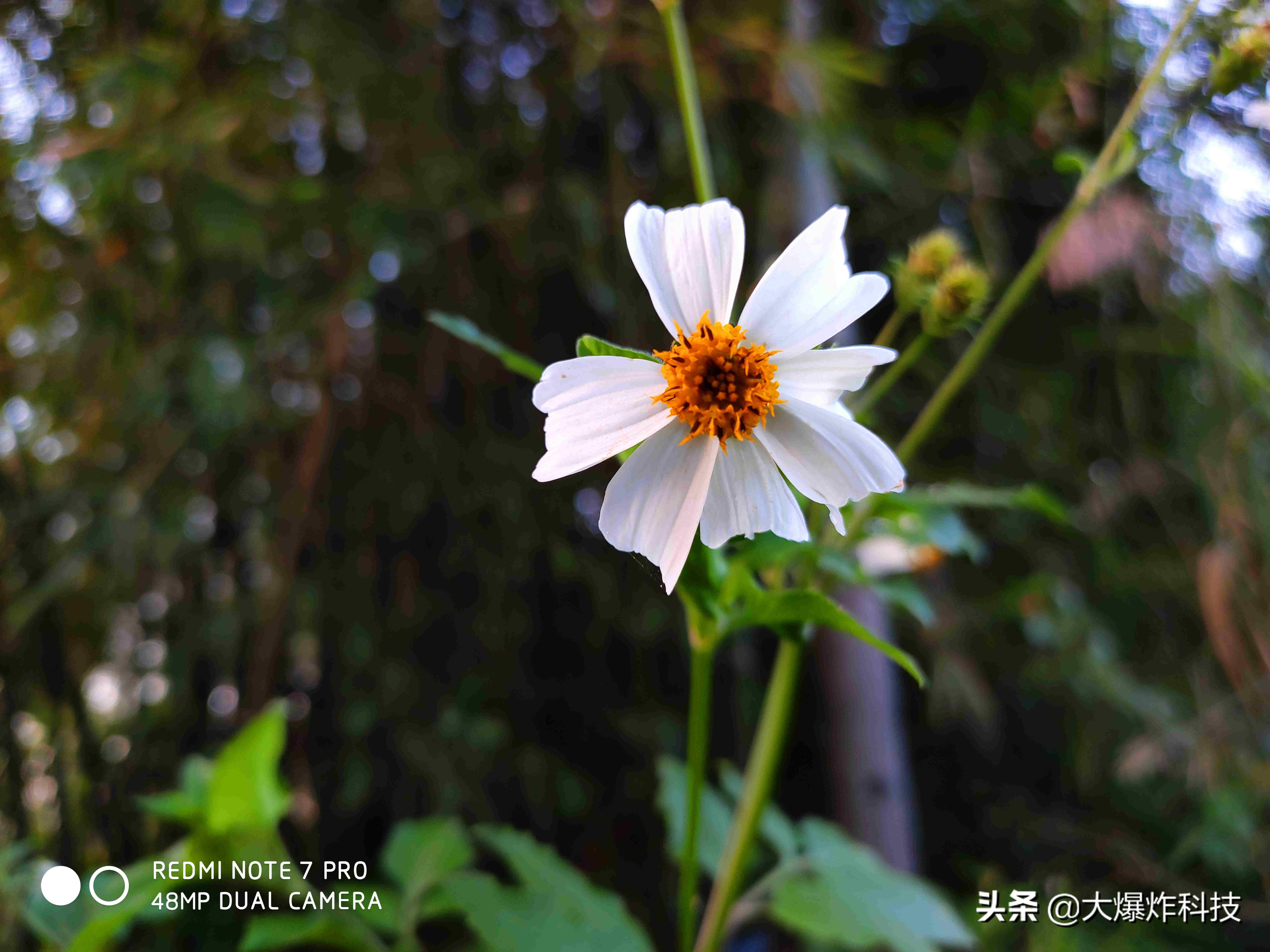 红米note7拍照对比note7pro,红米note7pro最新测评