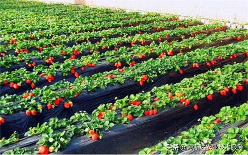 草莓定植缓苗有讲究,草莓定植需要施肥吗