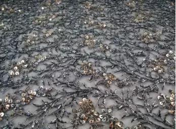 面料的各种玩法 (面料新玩法)