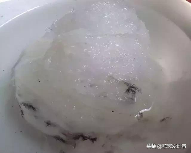 干挑燕窝最好的方法,燕窝怎么挑毛快又干净