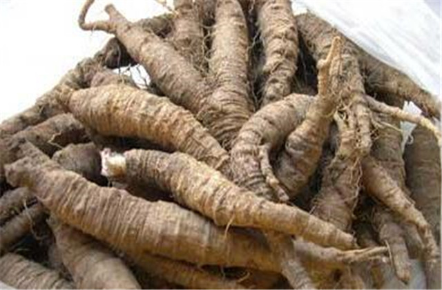 轮叶沙参日晒法,轮叶沙参成分配方第一名