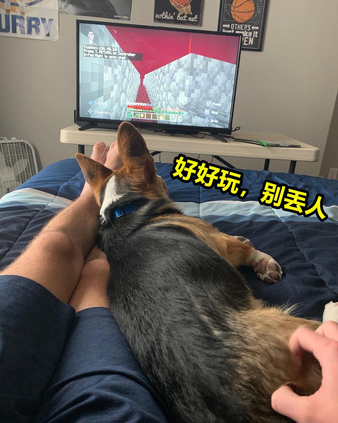 minecraft里的狗怎么才能有,minecraft如何养熊猫