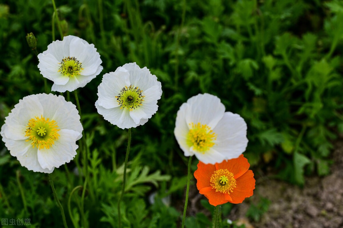 什么花适合送生日花,你的生日代表的花朵及寓意图片