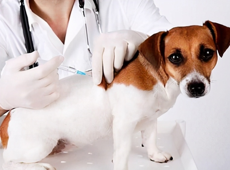 小狗带回来要注意些什么,小狗刚抱回注意事项