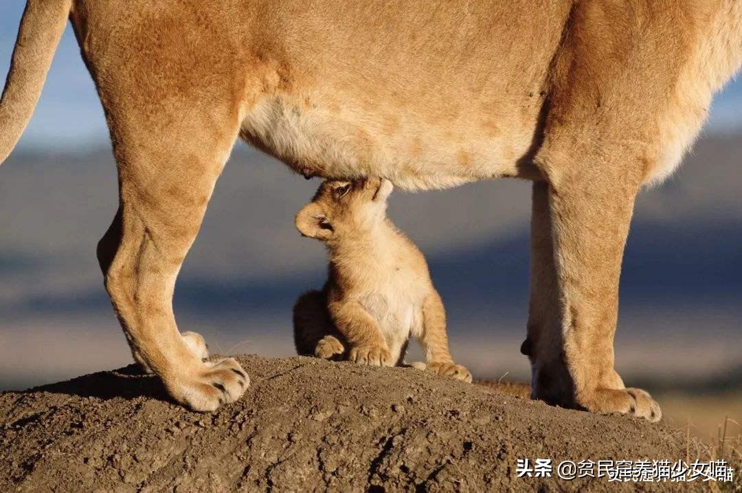 猫咪会长啤酒肚吗,为什么猫咪会有啤酒肚