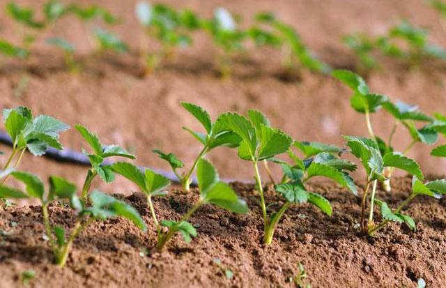 草莓花期蓟马危害用什么药,草莓大棚里的蓟马怎么防治