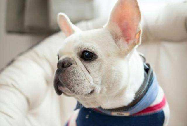 怎么挑选没体臭的斗牛犬,法国斗牛犬有浓痰