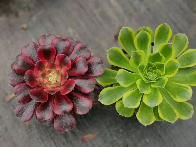 法师新品：青翠欲滴“檬”动我心，青檬法师育繁记