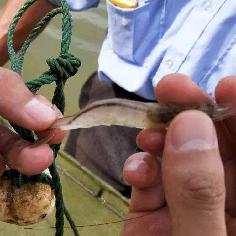对虾空肠空胃可以治好吗,对虾喂料两小时后空肠空胃正常吗