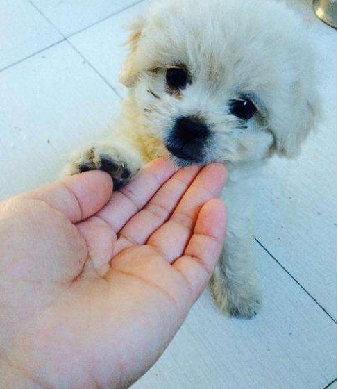 如何避免与狗狗的敌对情绪,小狗狗怕生怎么办