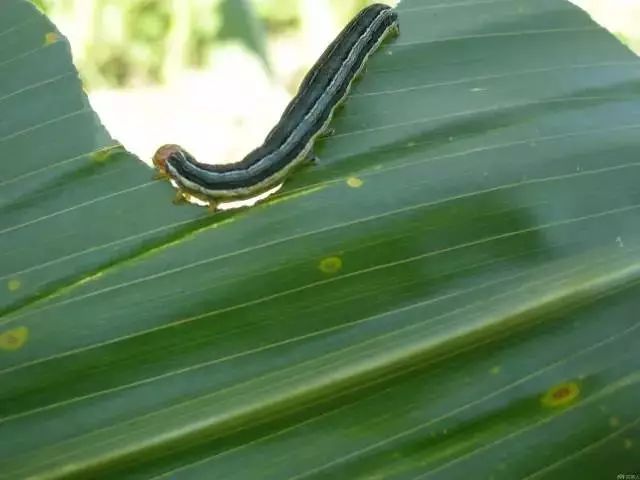 怎么预防玉米苗期病虫害,玉米苗期虫害防治方法