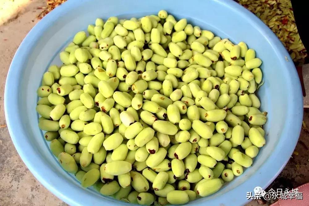 记住乡愁的记忆,永城丰庄枣干多少钱一斤