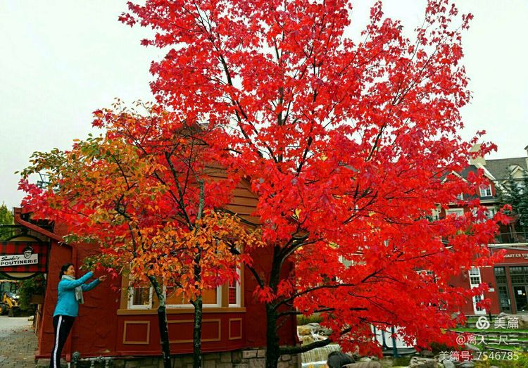 鍖楃編鏋儏閽荤煶姗℃湪,鍖楃編鏋儏鐏攨