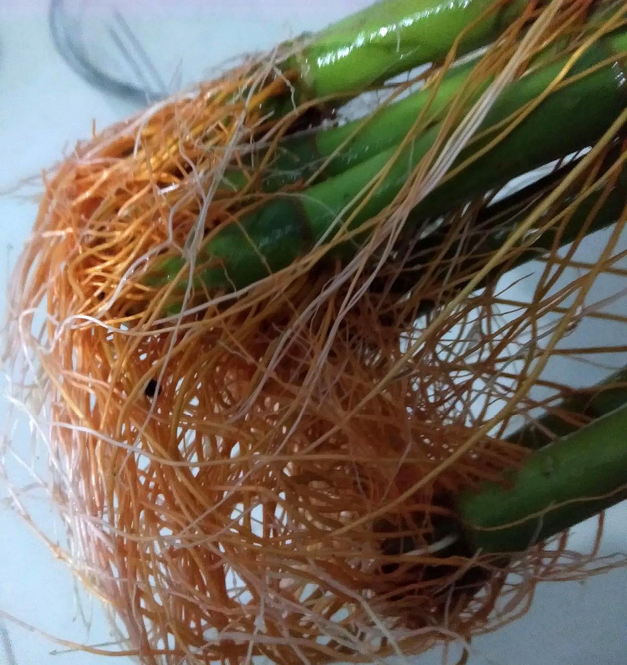 富贵竹黄叶水发臭是怎么了,富贵竹水发臭黄叶杆干瘪