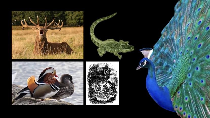 500万年后男性染色体会消失吗,未来男性会消失y染色体吗