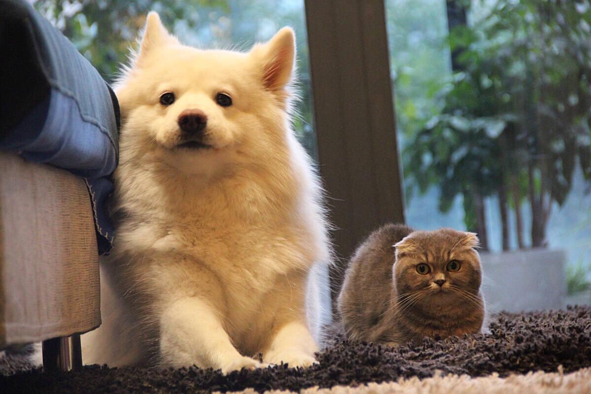 南京宠物店连锁加盟怎么开,沈阳宠物店加盟合作多少钱