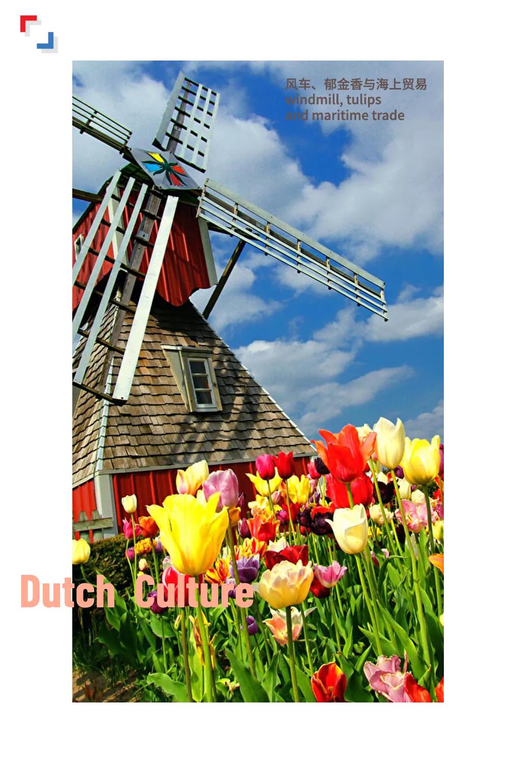 荷兰的郁金香风车牧场和运河,荷兰郁金香风车美景