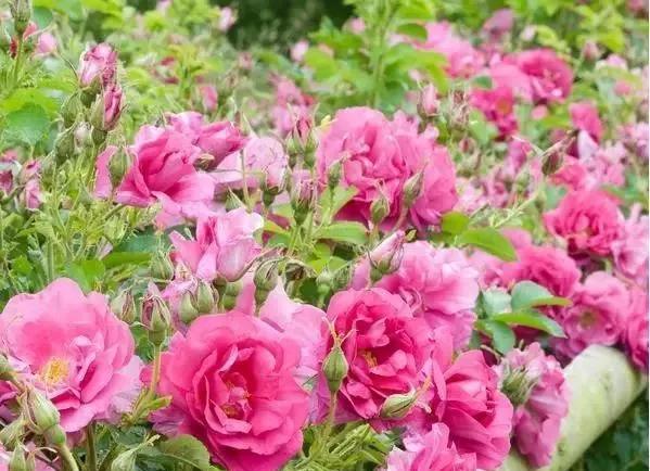 玫瑰有几种品种图片及名称,玫瑰品种分类名称及图片介绍