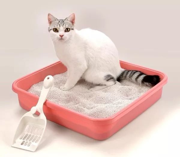 铲屎官必看,猫咪怎么区分软便和硬便