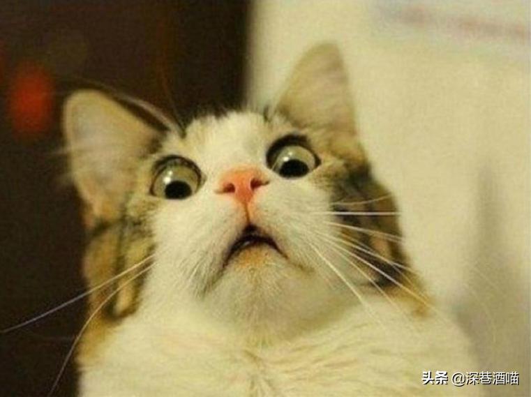 猫咪有这些行为证明你养猫真失败,猫咪骗局揭秘