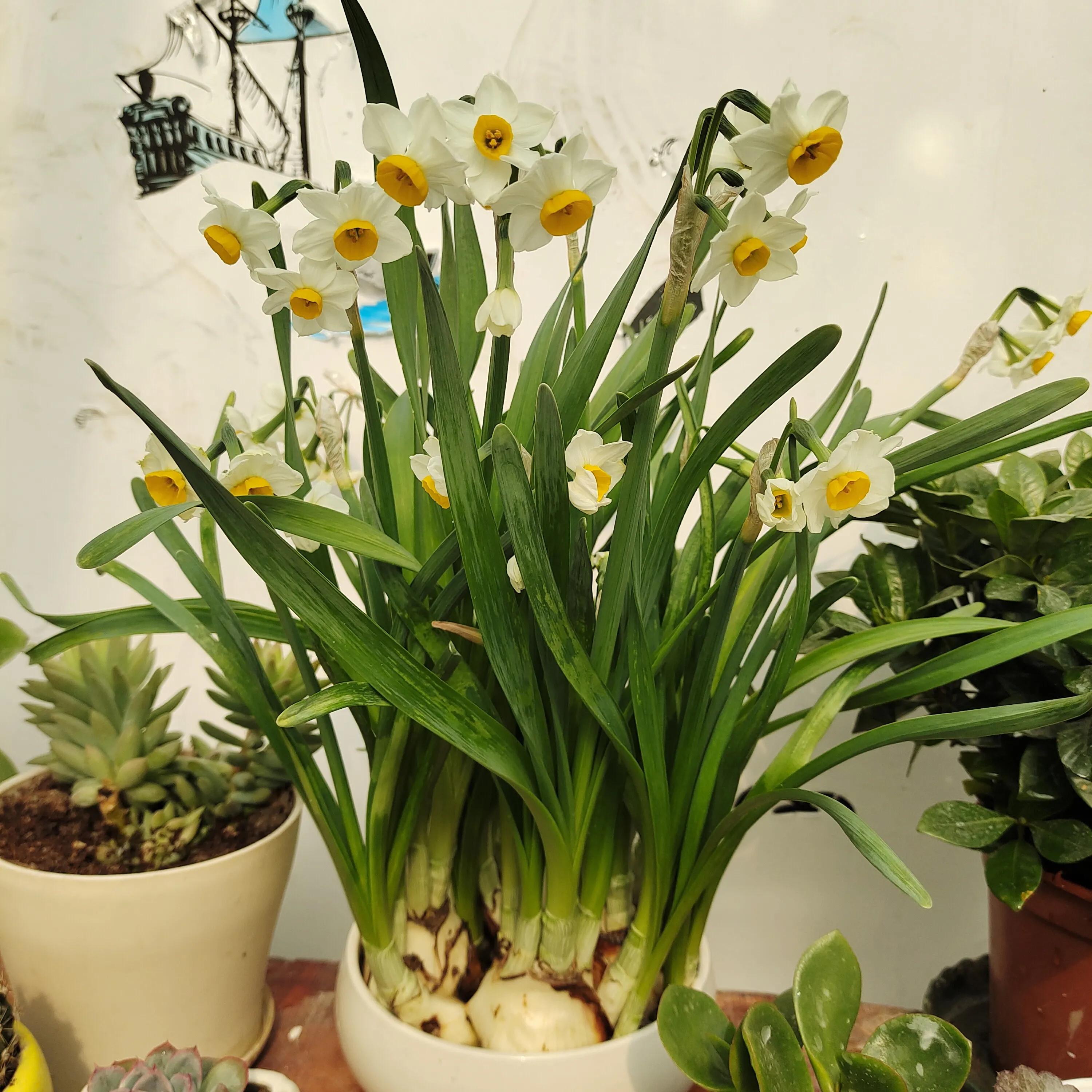 拼多多1元菊花苗,拼多多菊花花苗哪家强