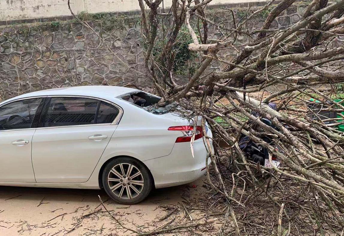 大树突然砸中轿车,大树倒下砸中汽车