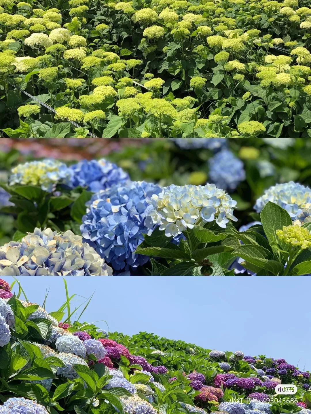 昆明春天赏花航拍,昆明添一赏花打卡点