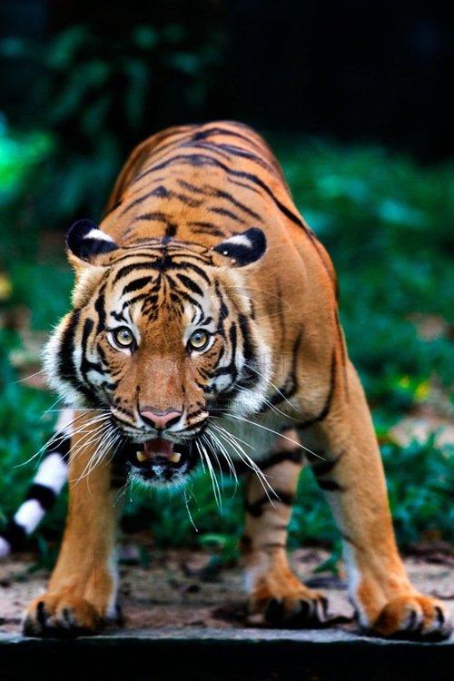 超能力银背大猩猩视频,银背大猩猩10招之内打败狮子老虎