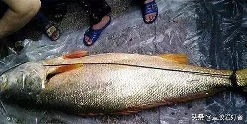 花胶涨发的正确方法,花胶的种类及区别