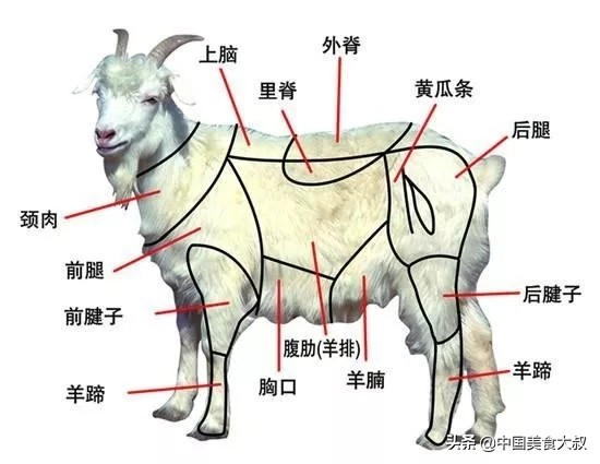 怎么辨别羊肉各个部位,一分钟教你识别正宗羊肉