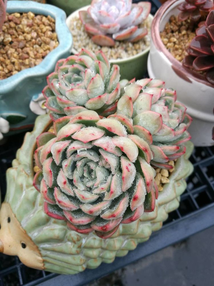 误打误撞的多肉情缘,带我走进多肉小世界!