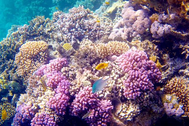 带你们看一下神奇的海底世界,高清60帧海底世界