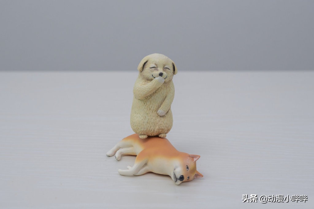 日本柴犬笑的表情包,沙雕又可爱的狗狗表情包