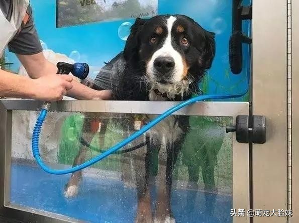 宠物狗的正确饲养你做到了么,养宠物狗的必备知识和注意事项