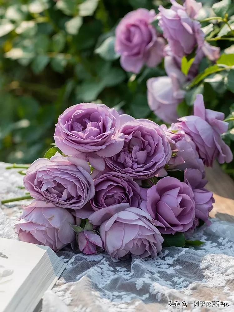 蓝色风暴月季为什么不好养,蓝色风暴月季收到货应该怎么缓苗