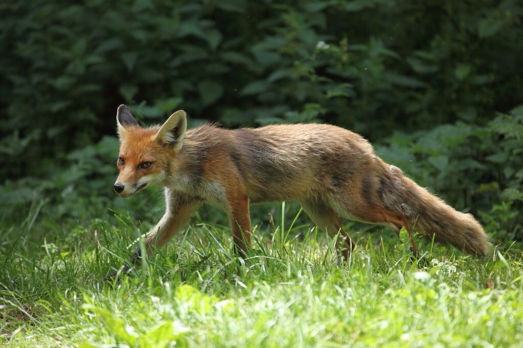 想红要付出代价吗,想红的意思
