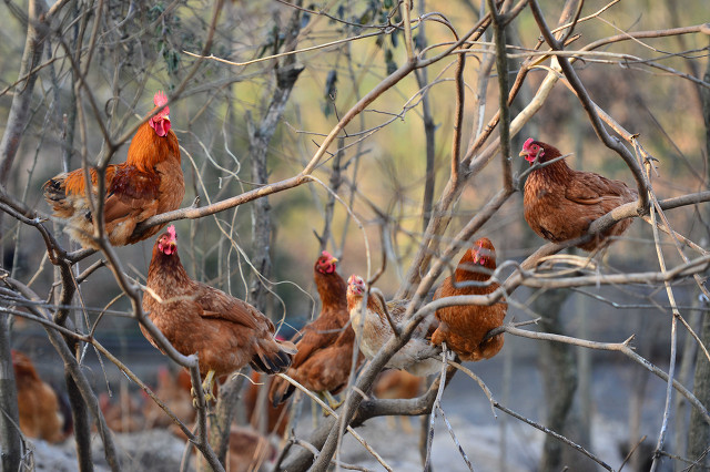 母鸡交配一次下多少受精蛋？合理搭配公鸡，软蛋和双黄蛋咋回事？