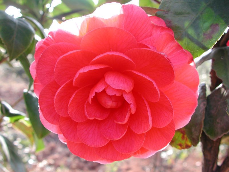 中国三十种名花图片大全,中国十大名花及花卉文化