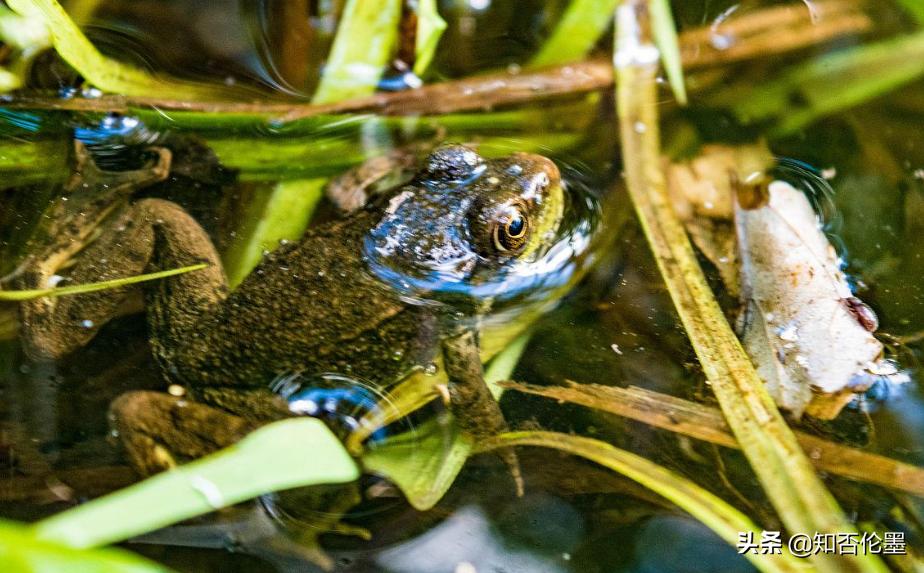 目前最挣钱的养殖项目有哪些,现在搞养殖养什么前景好赚钱