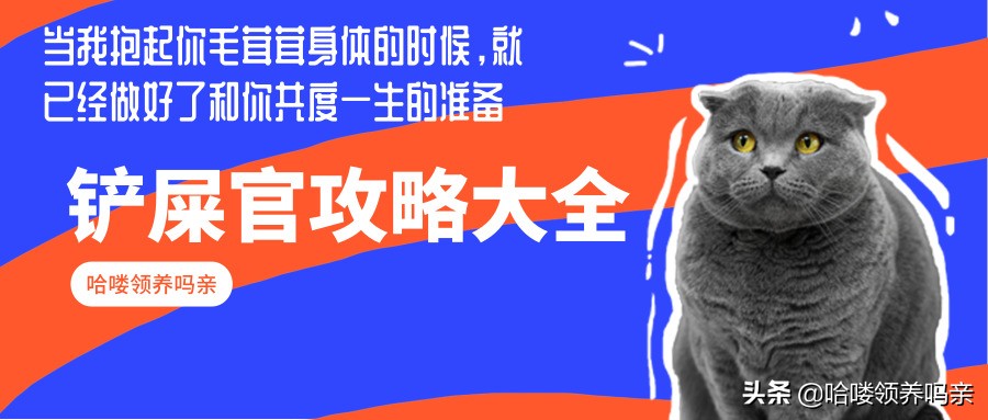 别被狗狗骗了,法国斗牛犬好养吗怎么养