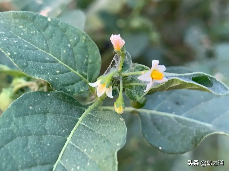 含12生肖的植物名,用十二生肖组成的植物名