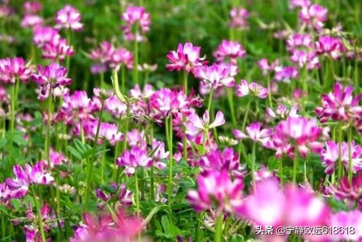 紫云英蜂蜜饮品,智仁紫云英蜂蜜