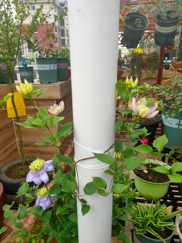 不用木头自制花架最简单的方法,请教DIY高手如何自制花架