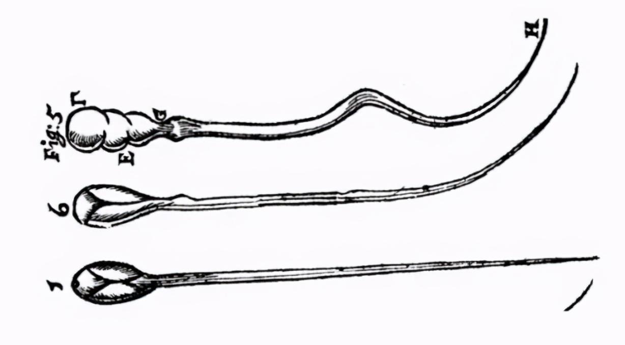 为什么精子会以蝌蚪的形式存在,科学家首次发现精子运动