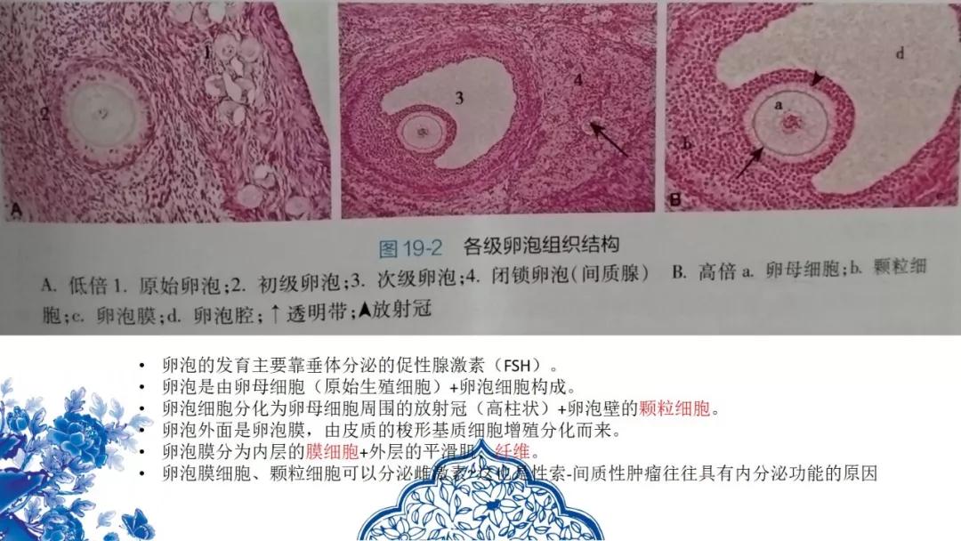 卵巢原发肿瘤的分析思路