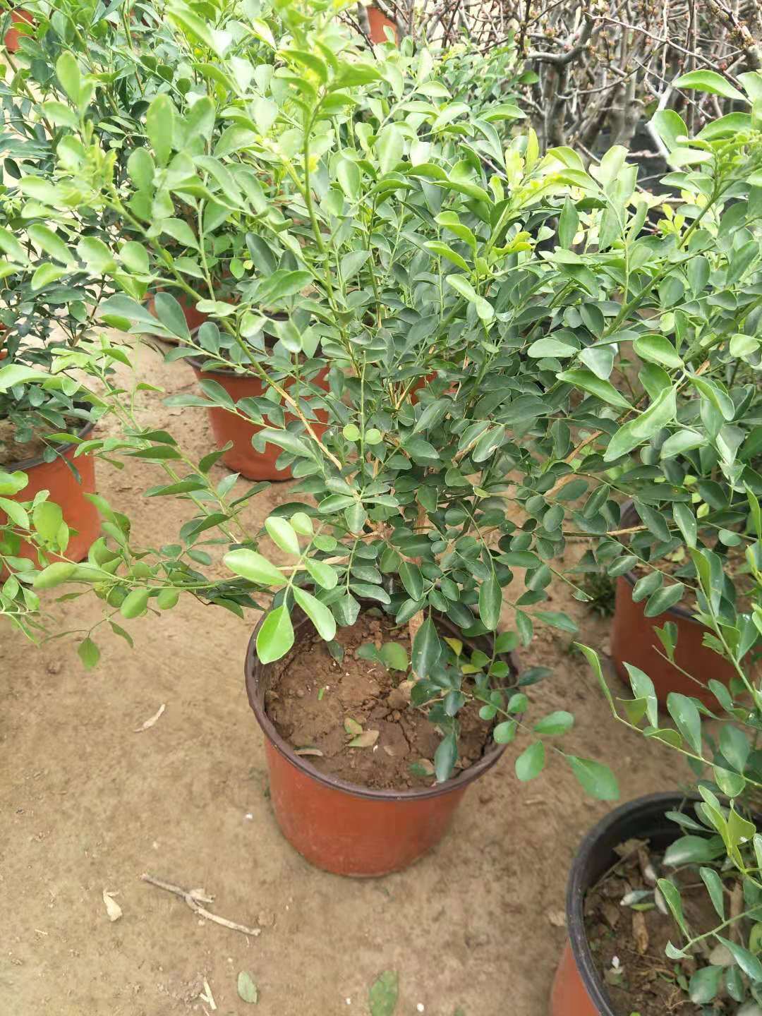 九里香和七里香哪种好养开花香,九里香怎么养才能开花旺盛呢