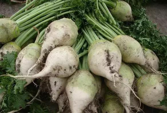 【小知识】我们常吃的腌菜，原来是用它们做的~