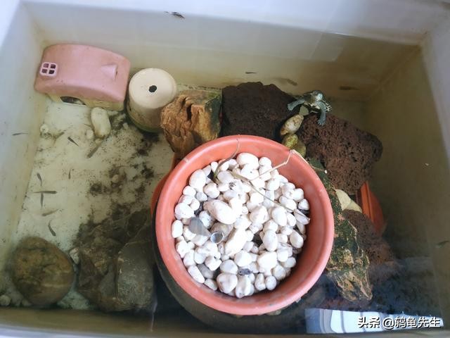 为什么不能养乌龟迷信,不能养在水里的乌龟怎么养